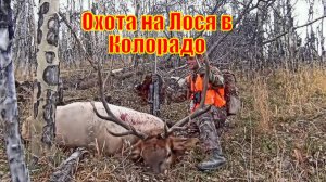 Охота на Лося в Колорадо