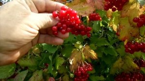 6 Соток :КОГДА ПОСПЕВАЕТ КАЛИНА и КАК ОПРЕДЕЛЯТЬ СПЕЛОСТЬ ПЛОДОВ