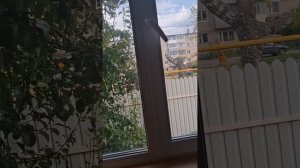 1000034528.mp4 (Собака наблюдает за устройством откосов у оконных проёмов в б/комнате дома А-фрейм)