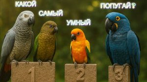 РЕЙТИНГ ПОПУГАЕВ ПО ИНТЕЛЕКТУ|КАКОЙ ПОПУГАЙ САМЫЙ УМНЫЙ ?
