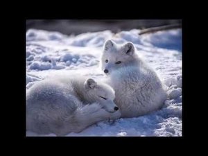 Загадки Кольского полуострова.Ответы на вопросы( выпуск первый).