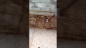 Полы по грунту