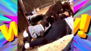 СМЕХ И ВЕСЕЛЬЕ: СМЕШНЫЕ ВИДЕО И ЛУЧШИЕ ПРИКОЛЫ