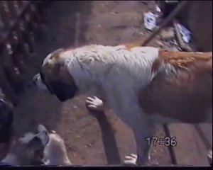 Щенки Пальмы