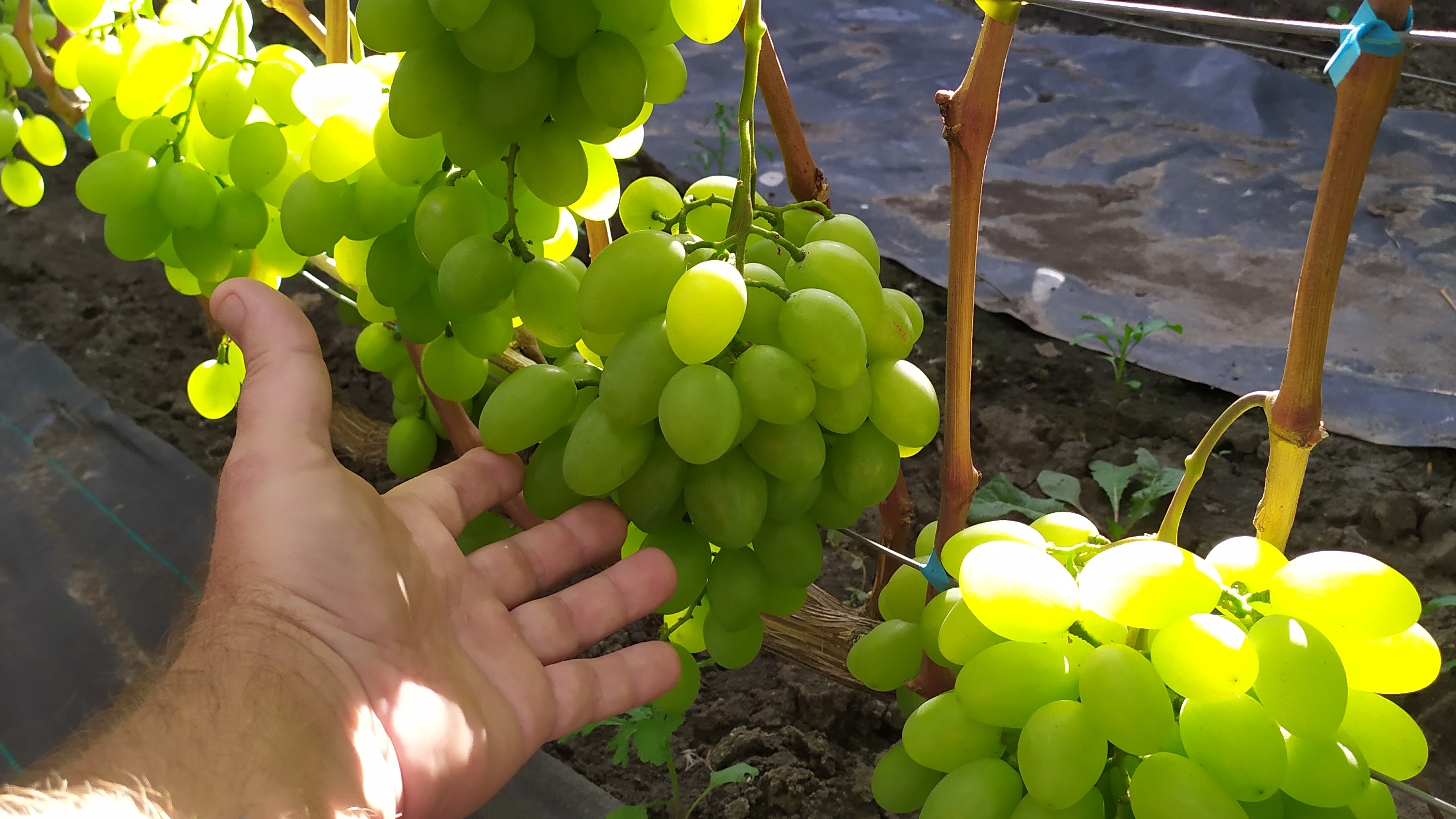 Виноградное АССОРТИ в сентябре 2025г.
  ЧАСТЬ 4 !!! смотреть онлайн