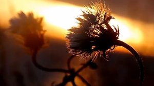 МУЗЫКА ЛЮБВИ...  Потому, что я люблю тебя -  Вадим Гурьев