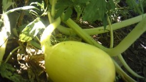 Обзор роста тыквенной завязи сорта "Голиаф"