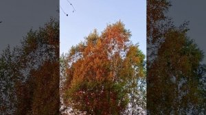 Середина сенября , природа, цветы и клевая песня..mp4