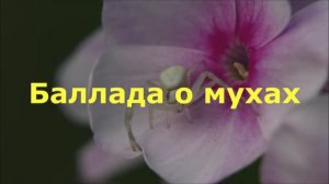 Баллада о мухах