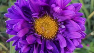 В завершение бабьего лета хочется запомнить красоту астр 😉🌞🌸