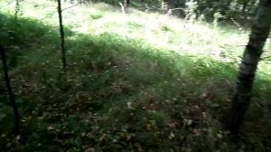 ЗА ГРИБАМИ ЗАШЁЛ ГЛЯНУЛ ЗДЕСЬ РАСТУТ ОДНИ ОТСОСИНОВИКИ.