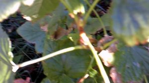 Новые почки на ветках увядающей смородины в сентябре 2025