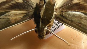 БРАЖНИКИ: 624. Xylophanes amadis