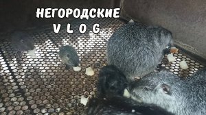 Осенняя пора. Кормим малышей. Ночной промысел... 09.09.25