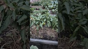 показываю свой огород 🏡 что выросло, то выросло. влог