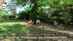 Куры несушки свободного выгула и их обычная куриная рутина – эпизод (704)