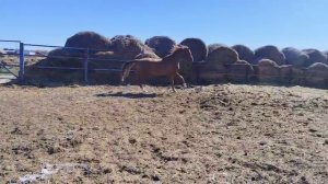 донские жеребцы Бабник и Банкомат