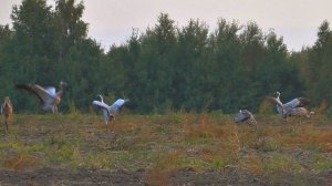 Утренняя перекличка журавлей