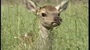 “Абаза - это горы, зелёные...” (Архив видео 2006 года)