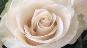 РОЗА - Яшәү ямэ