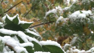 В Якутии, Туве и Красноярском крае выпал первый снег