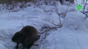 В ловушке. Анонс. Канал ЗОО ТВ