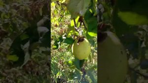 Заброшенный сад в Калининграде