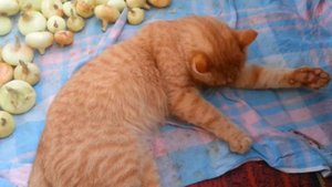Кот и лук. Часть 2