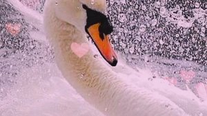 Пою Сенi Суйем Мэри Сказ Спела так