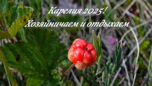 Карелия 2025! Хозяйничаем на участке и отдыхаем на рыбалке! Рыбалка на спиннинг! Похождения летом!