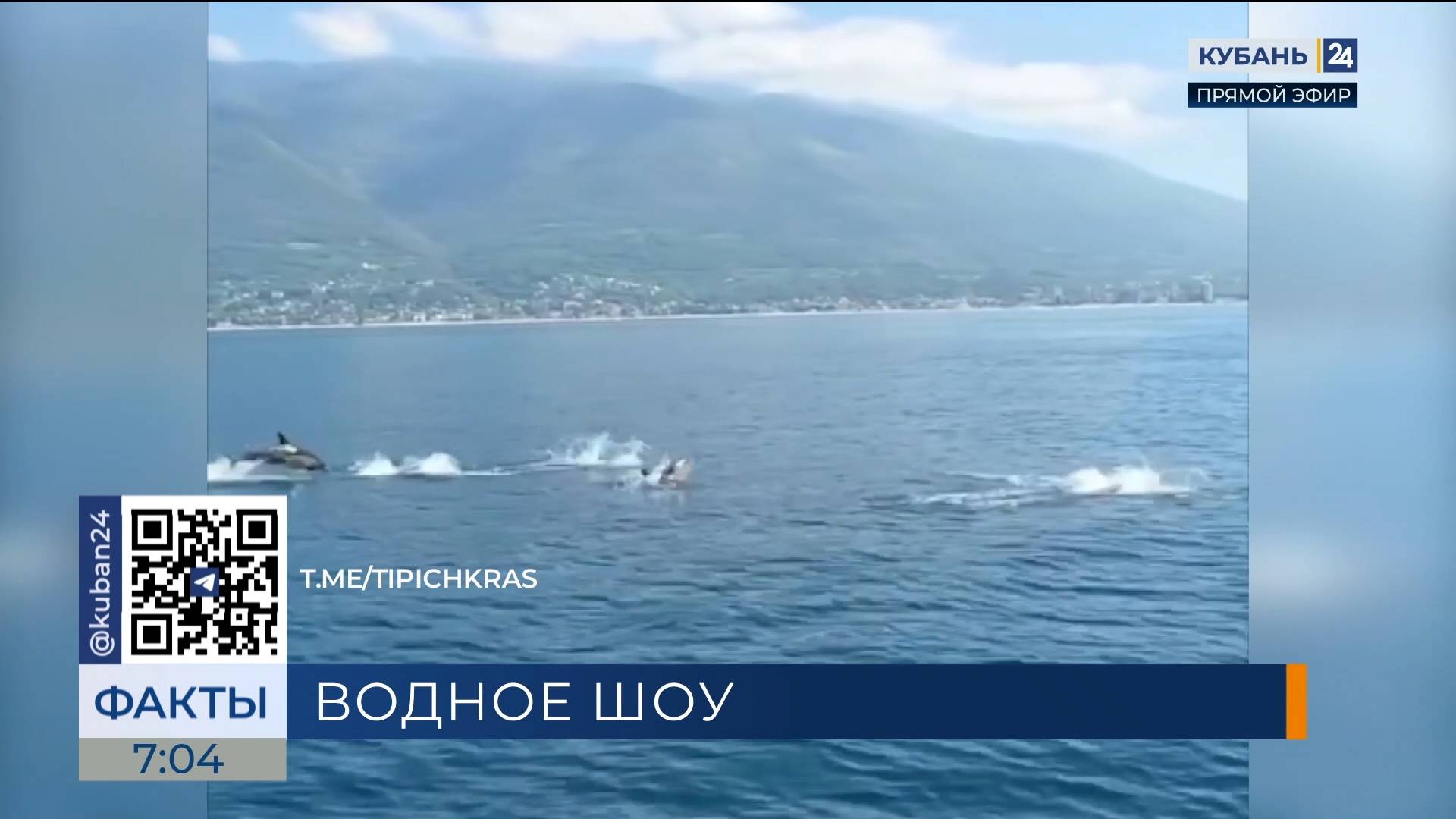 Дельфины устроили шоу для туристов на Черноморском побережье