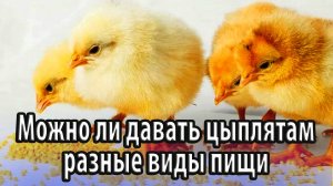 Можно ли давать домашним цыплятам разные виды пищи