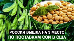 Россия вышла на 3 место по поставкам сои в США