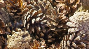 День рождения города Долгопрудный 68