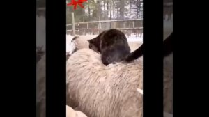 Видео от МЯУтаверс – как метавселенная, но с котами