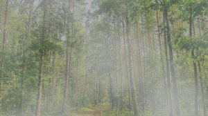 Футаж. Летний пейзаж 31