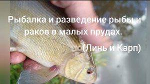 Рыбалка и разведение рыбы и раков в малых прудах. ( Линь и Каррик)
