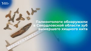 Палеонтологи обнаружили в Свердловской области зуб вымершего хищного кита