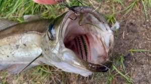 САЙДА! Лучшие моменты за неделю