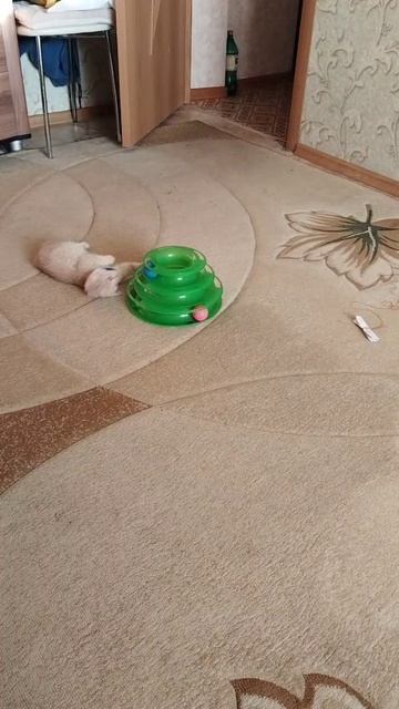 котёнок 🐱 месяц смотреть онлайн