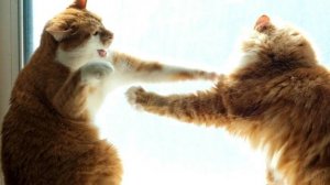 СМЕШНЫЕ КОТЫ И СОБАКИ | ЛУЧШИЕ ПРИКОЛЫ С КОТАМИ, КОШКИ, ЖИВОТНЫЕ