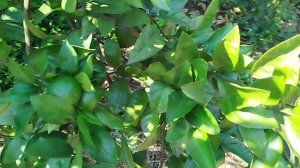 Сажа на мандринах