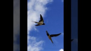 Подобно ласточке, летящей в вышине