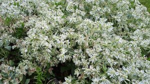 Так цветет Молочай окаймленный в сентябре который просто вырастить