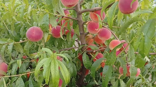 Персик Редхевен. смотреть онлайн