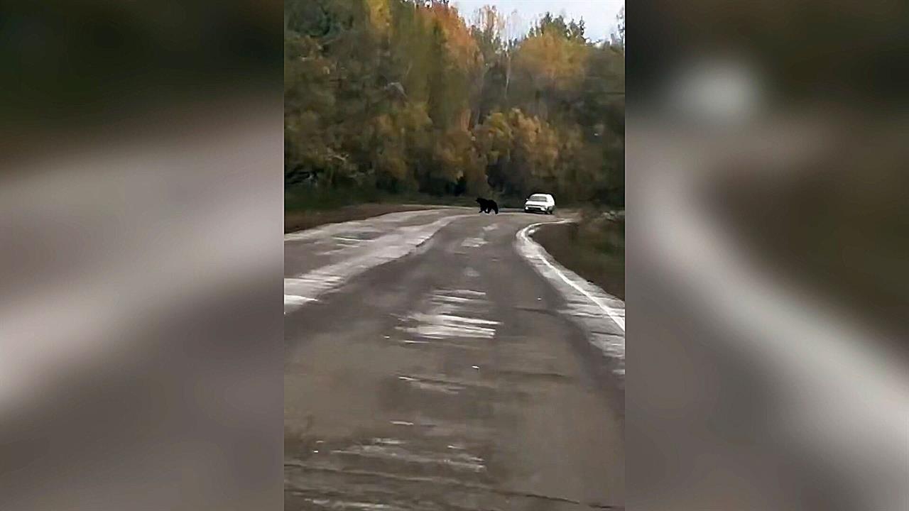 В Красноярском крае на трассе заметили "косолапого нарушителя": видео