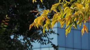 ПОГОДА НА РАБОЧУЮ НЕДЕЛЮ