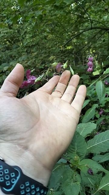 Недотрога смотреть онлайн