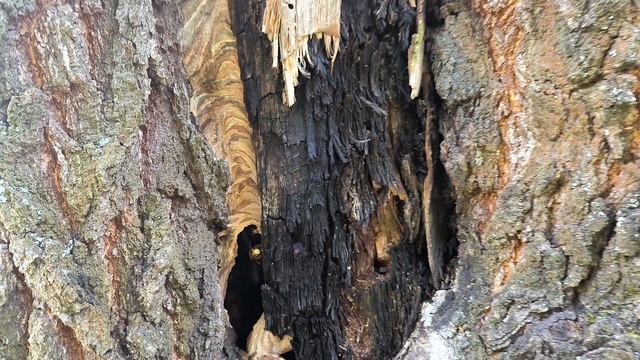 Шершневое гнездо