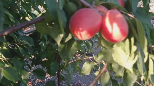 Абрикос Нельсон. смотреть онлайн